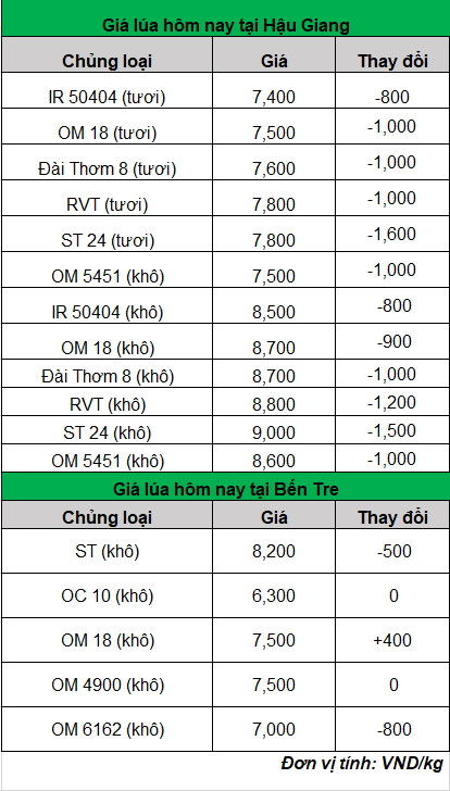 giá lúa hôm nay giảm mạnh 27-2-2024_1709016309.png